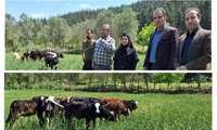 بازدید از پروژه توسعه گاو بومی در روستای لوکال و بالاچلی شهرستان علی‌آباد کتول استان گلستان