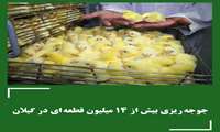 جوجه ریزی بیش از ۱۴ میلیون قطعه ای در استان گیلان طی سال جاری