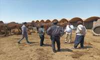بازدید از گله‌های شترداری در اراضی روستای چاهنو شهرستان فردوس  