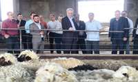 بازدید معاون وزیر جهاد کشاورزی از شرکت مهرگستر سیمرغ گوشت زیاران 