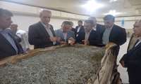 سفر معاون وزیر در امور تولیدات دامی به استان گیلان