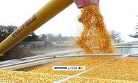 تأمین ۵۰۰ تُن ذرت و ۳۰۰ تُن کنجاله سویا برای مرغداران خراسان‌شمالی 