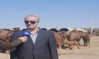 حضور معاون وزیر در امور تولیدات دامی در مزرعه پرورش شتر
