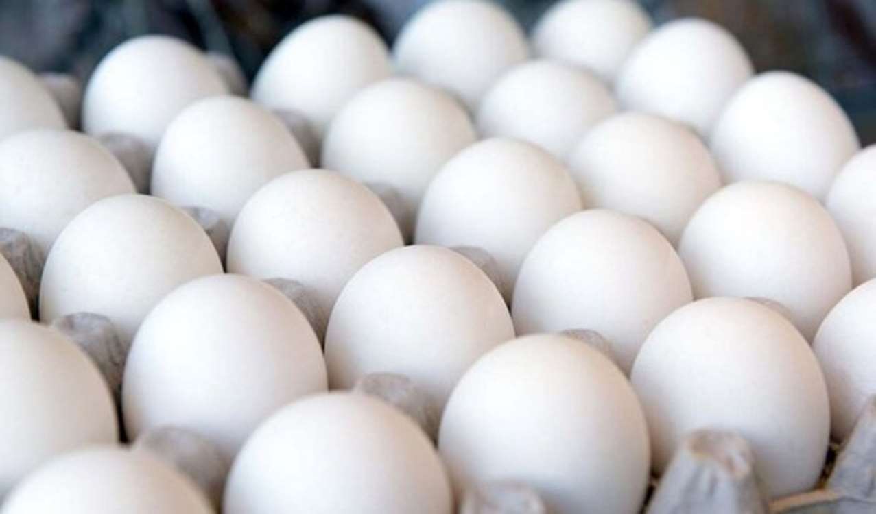 egg 
